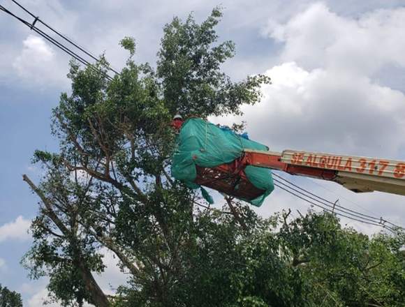 TRASLADO, PODA Y TALA DE ÁRBOLES, ROCERIA en Puerto Santander (Municipio)