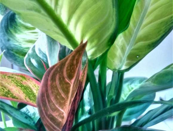 Planta Arreglo Tropical y mas en San José (Cantón)