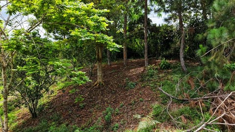 Lote con naciente en San Rafael Norte, Pérez Zeledón