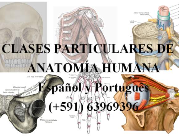 CLASES PARTICULARES DE ANATOMÍA HUMANA en Cochabamba (Localidad)