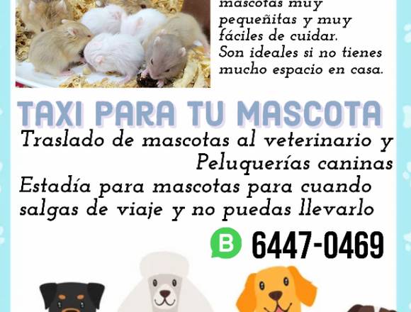 Servicios y mascotas