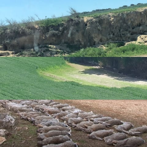 Oportunidad ÚLTIMAS PLAZAS coto mucho conejo y caza mayor en Preixens (Municipio)