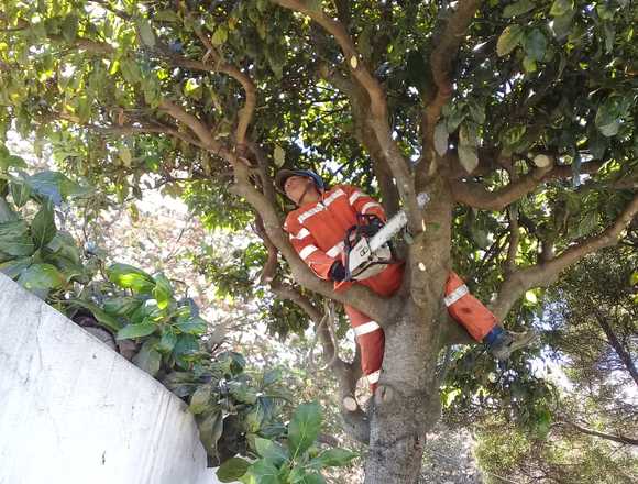 SERVICIO DE PODA Y TALA DE ARBOLES Y PALMERAS