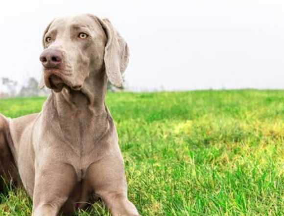 Cuidador de perros /pet sitting/ en Valencia (Municipio)
