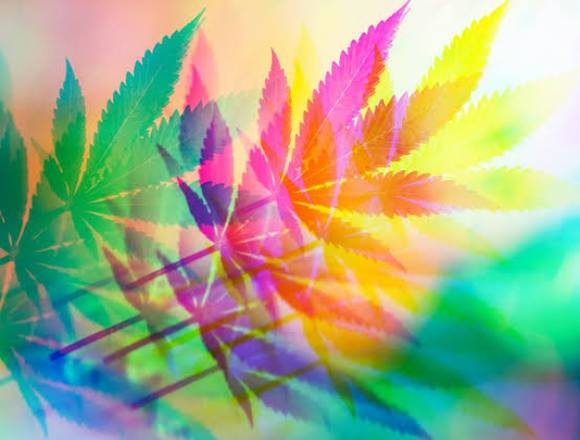 CannabisMedicinal o farmacéutico en Coyoacán (Municipio)