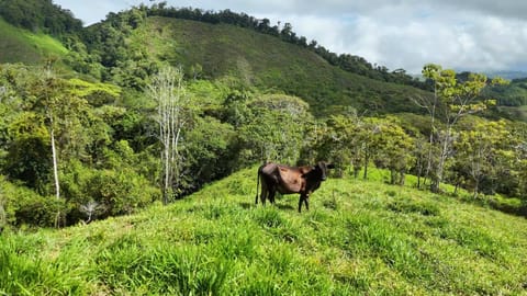 SE VENDE FINCA CON AGUA PROPIA Y VISTAS ESPECTACULARES DE INVERSION en Pérez Zeledón (Cantón)