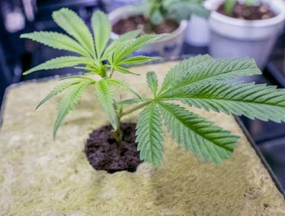 Esquejes sativa indica en Madrid (Municipio)