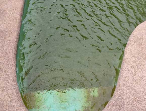 Limpieza y mantención de piscinas en Coquimbo (Comuna)