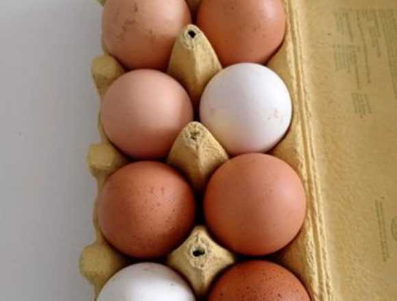 EIER IN BIOHALTUNG GUTE GESCHMACK in Mörfelden-Walldorf (Lokalität)