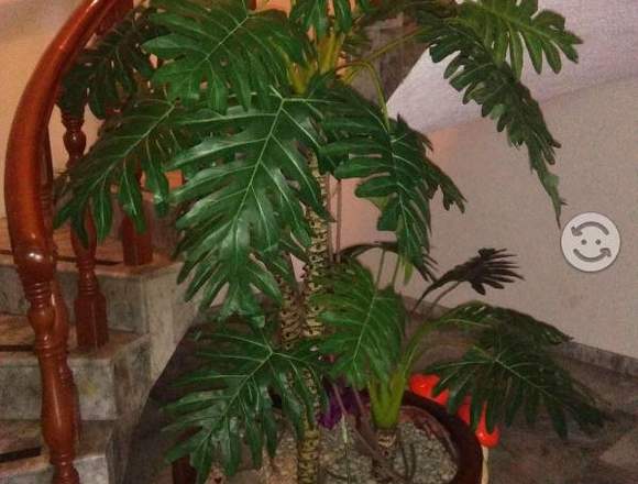 Bonita Planta Decorativa en Ojuelos de Jalisco (Municipio)