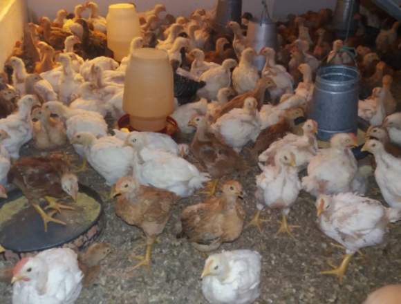 Venta de pollos vacunados en Pichincha (Cantón)