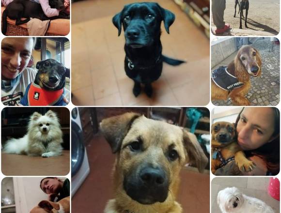 Solar de Britos, Hostel para cães em Almada (Concelho)