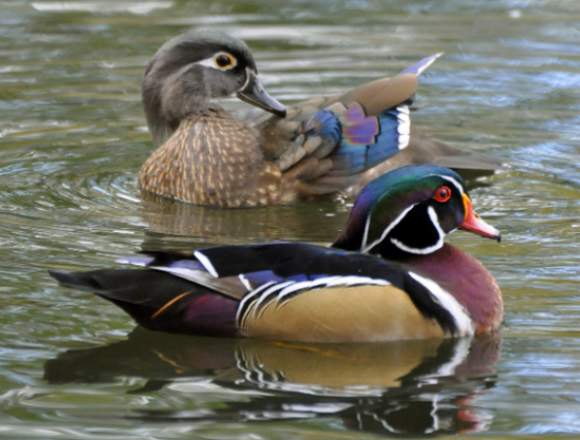 Patos mandarín y carolina
