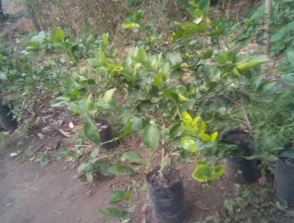 Vendo árboles de limón Pérsico a domicilio en Santa Tecla (Municipio)