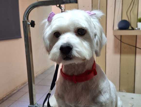 Peluquería canina domicilio en Puente Alto (Comuna)