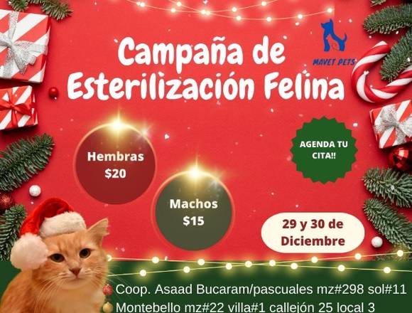 Campaña de Esterilización en Guayaquil (Cantón)