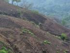 VENDO TERRENO PARA CULTIVOS en Nueva Santa Rosa (Municipio)