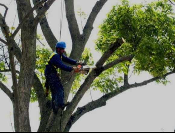 Trabajos Podador de árboles en San António (Distrito)