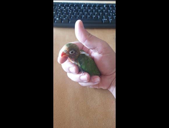 Regalo Agapornis Papillero en San Vicente del Raspeig/Sant Vicent del Raspeig (Municipio)