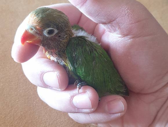 Regalo Agapornis Papillero en San Vicente del Raspeig/Sant Vicent del Raspeig (Municipio)