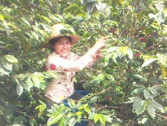 MI CAFÉ EL PORVENIR, ventas cel: 3182826958 – Foto 2 de 2