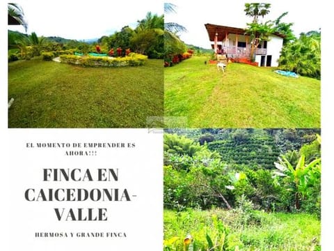 FINCA PRODUCTIVA UBICADA EN CAICEDONIA-VALLE 4845