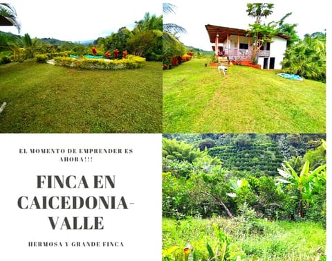 FINCA PRODUCTIVA UBICADA EN CAICEDONIA-VALLE 4845 en Caicedonia (Municipio)