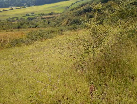 VENDO LOTE DE 8 HECTAREAS CAMPOALEGRE HUILA en Campoalegre (Municipio)