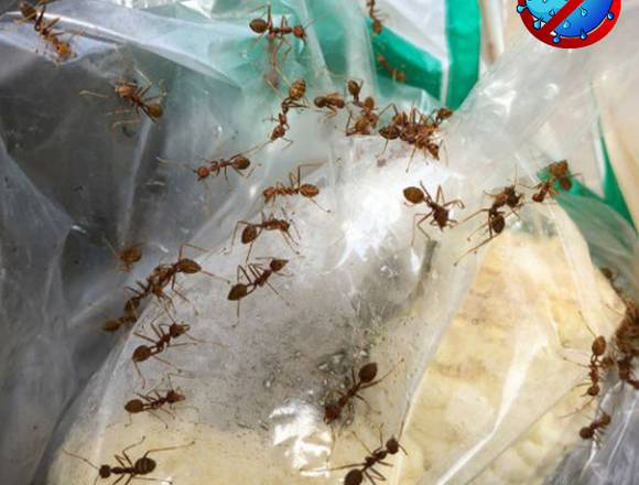 Eliminamos Hormigas 100% Garantizado en Santiago (Comuna)