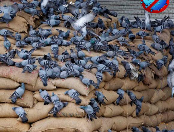 Control de Aves 100% Garantizado en Santiago (Comuna)