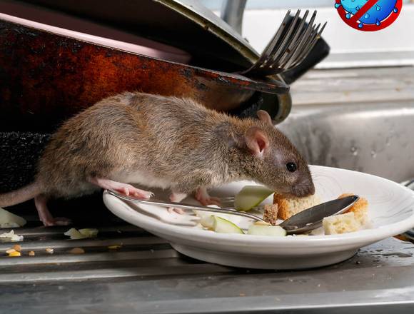 Eliminamos Ratas 100% Garantizado en Santiago (Comuna)