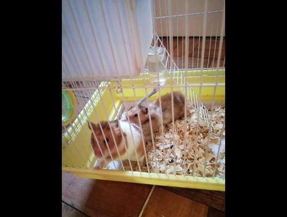 SE VENDE JAULA CON HAMSTER en Viña del Mar (Comuna)