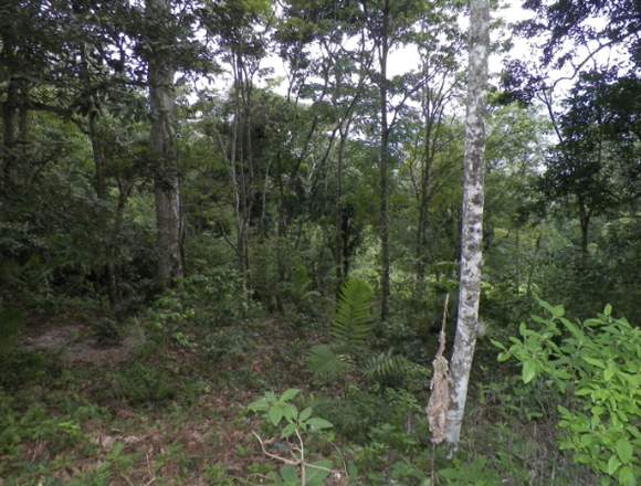Vendemos hermoso rancho con aagua en Berriozábal (Municipio)