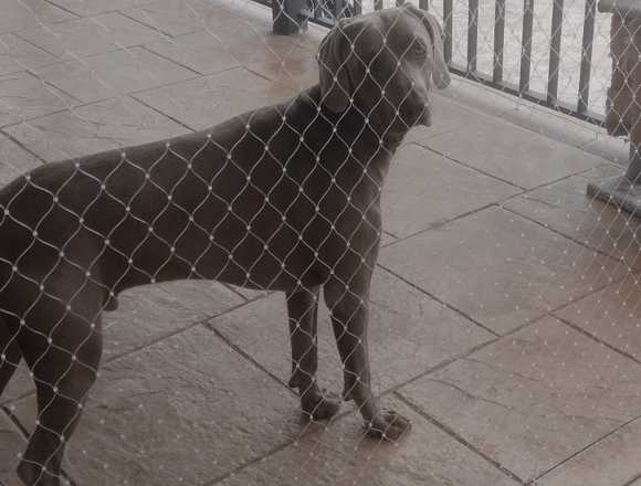 Redes protección para gatos en L'Hospitalet de Llobregat (Municipio)