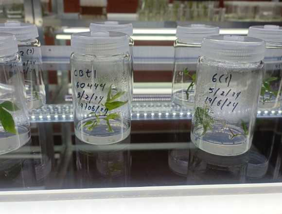 Tubos BOROPRECISION Para Cultivo de Vegetal en La Paz (Localidad)