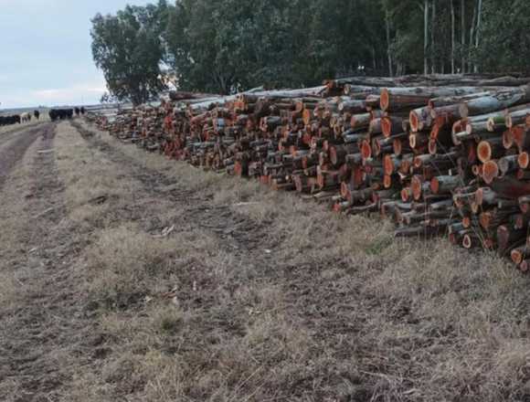 Vendo rollizos de eucalipto colorado para leña en La Plata (Localidad)