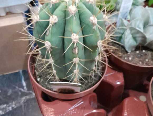 Trichocereus en maceta de 13cm en Molina de Segura (Municipio)