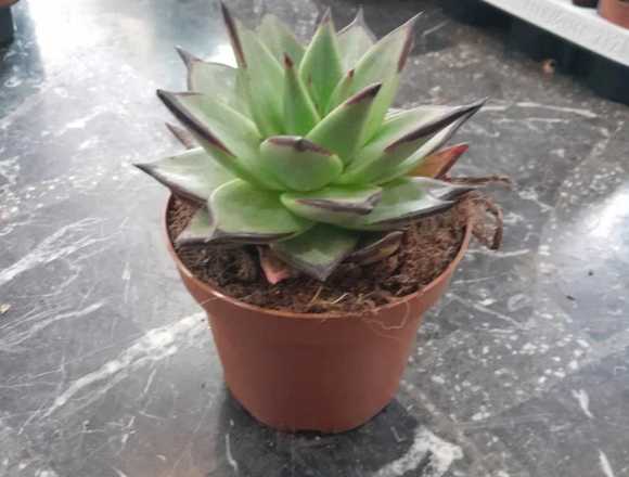 Echeveria agavoides ebony en maceta de 13cm en Molina de Segura (Municipio)
