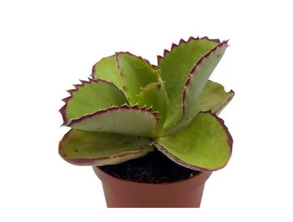 Kalanchoe Synsepala En Maceta De 13 Cm en Molina de Segura (Municipio)