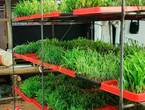 VENTA DE BANDEJAS PARA FORRAJE VERDE HIDROPONICO en Lima (Lima 1) (Distrito)