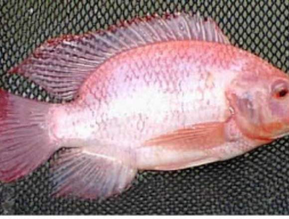 Sistemas acuícolas, cultivo rentable de peces en Santa Marta (Municipio)
