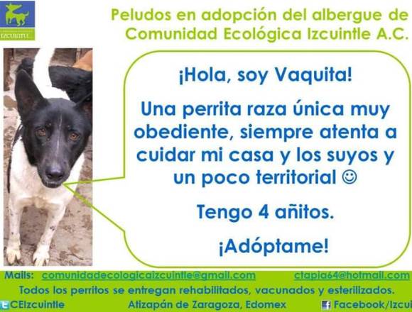 Perros en adopción. 🐕