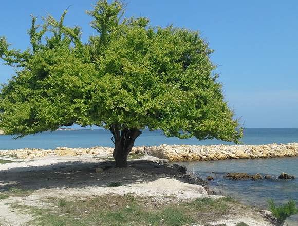 CASA LOTE EN TIERRA BOMBA SE VENDE en Cartagena (Municipio)