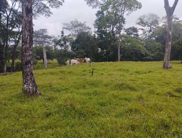 LOTE DE 5 HECTAREAS EN RESTREPO META en Restrepo (Municipio)