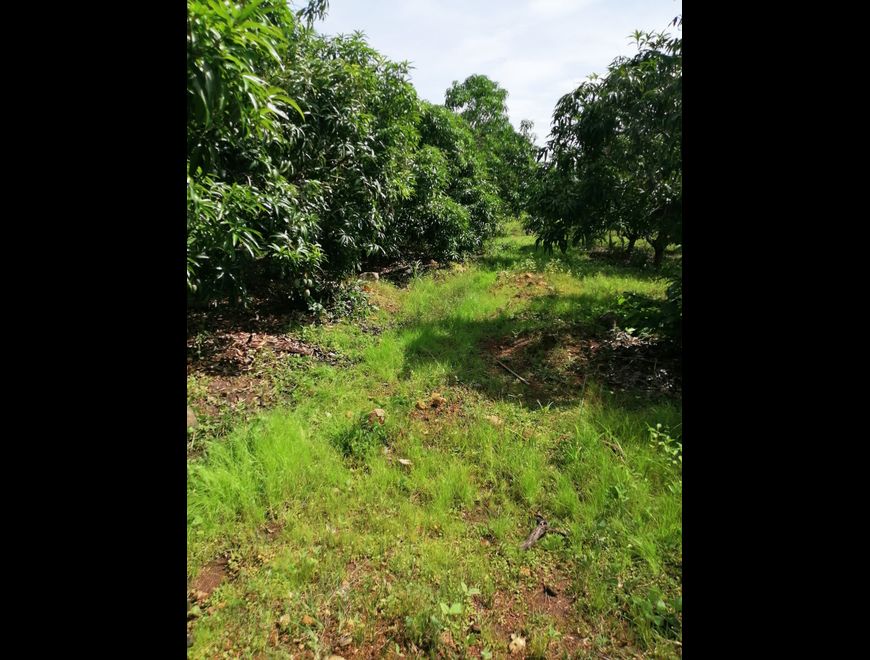 VENTA FINCA DE MANGO, EN CHIQUIMULILLA GUATEMALA en Chalatenango (Municipio)