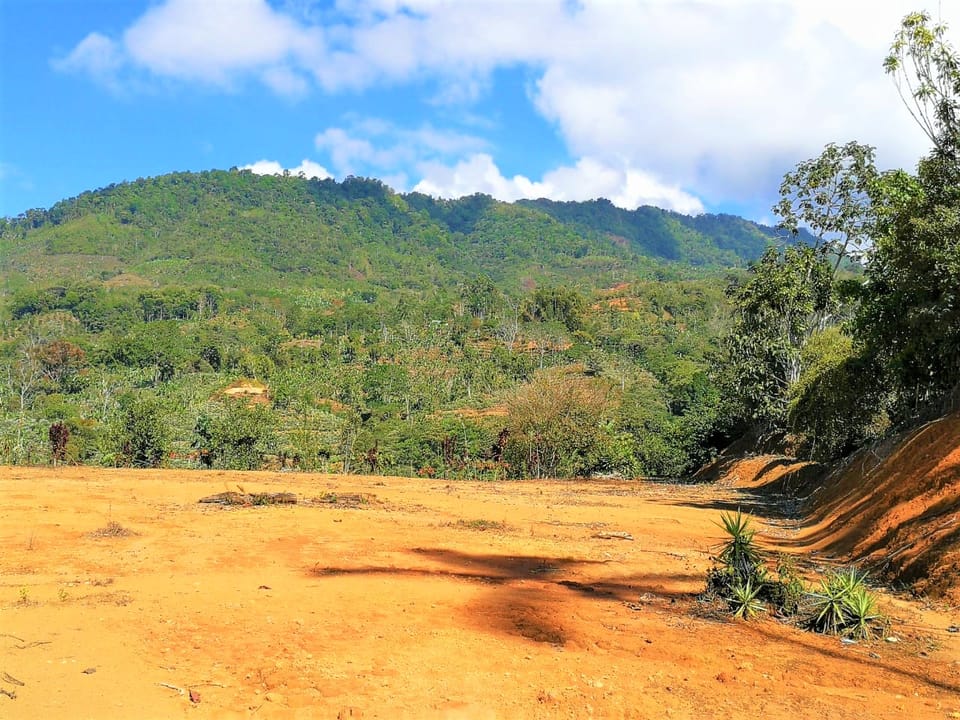 TERRENO EN VENTA 7318M2 CON PLANTEL San Ramón Norte Pérez Zeledón en Pérez Zeledón (Cantón)