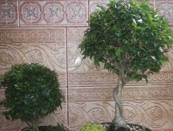 Bonsáis, Arboles bonsáis en Quito (Cantón)