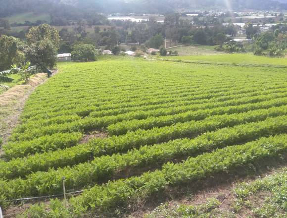 Terrenos en venta solares en Constanza (Municipio)