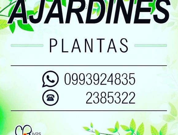 Plantas de arándanos en Cuenca (Cantón)