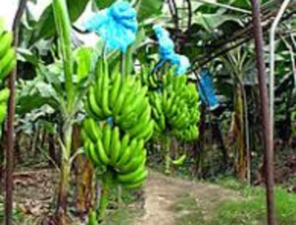 Bananera 25 has San Juan Provincia Los Rios en Ventanas (Cantón)